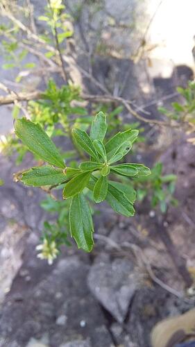 Baccharis heterophylla, photograph 6
