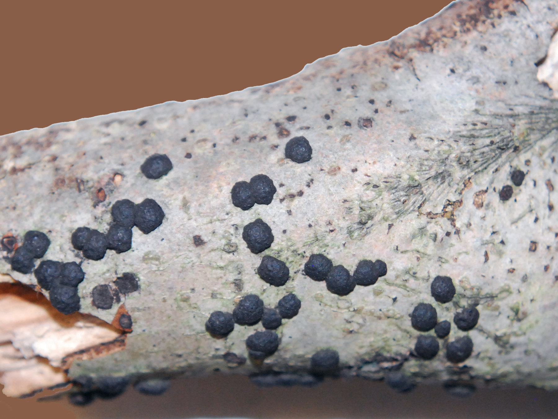 Jackrogersella multiformis image
