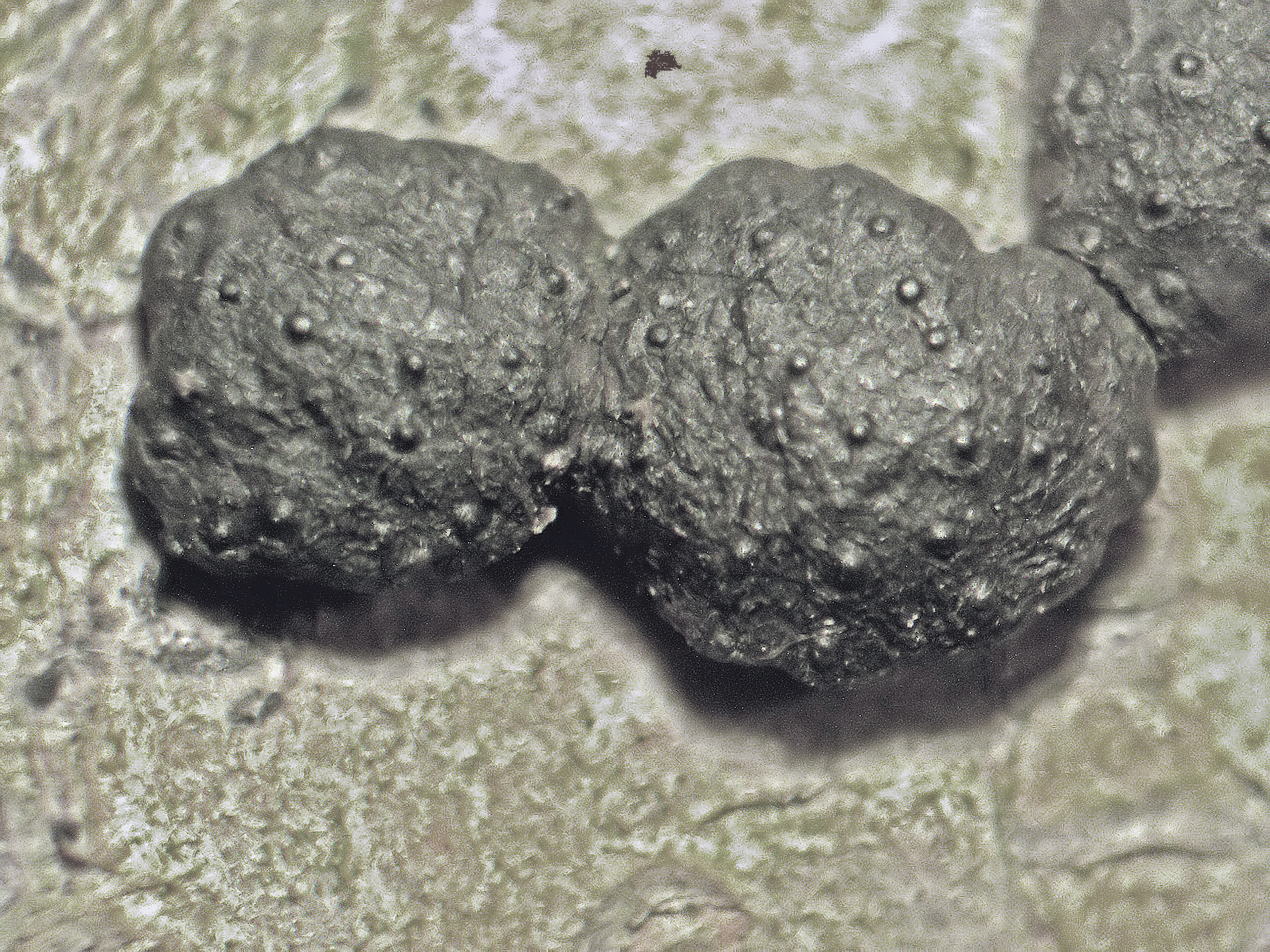 Hypoxylaceae image