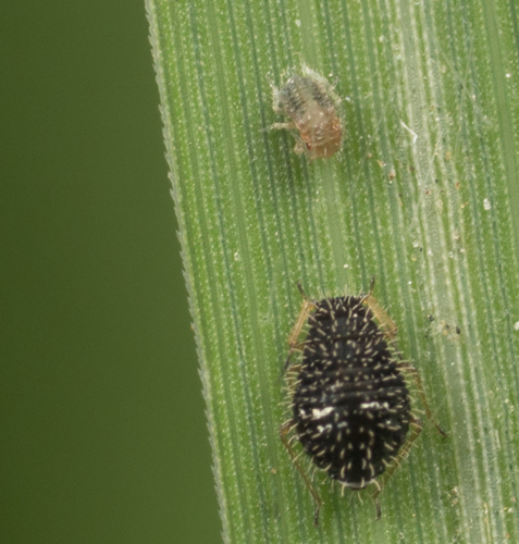 Hedgehog Grain Aphid photo 2