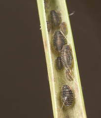 Sipha maydis