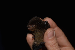 Eptesicus brasiliensis