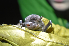 Eptesicus brasiliensis