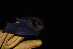 Eptesicus brasiliensis