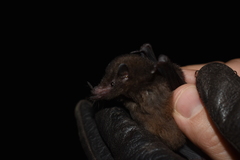 Hylonycteris underwoodi