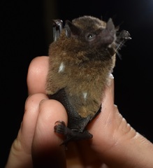 Hylonycteris underwoodi