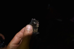 Myotis albescens