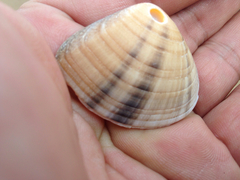 Macridiscus aequilatera