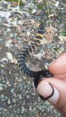 Erythrolamprus epinephalus pseudocobella