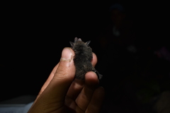 Myotis albescens