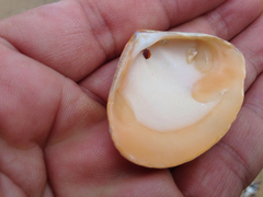 Macridiscus aequilatera