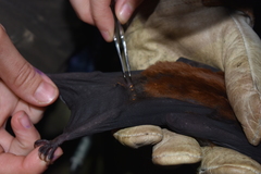 Phyllostomus hastatus