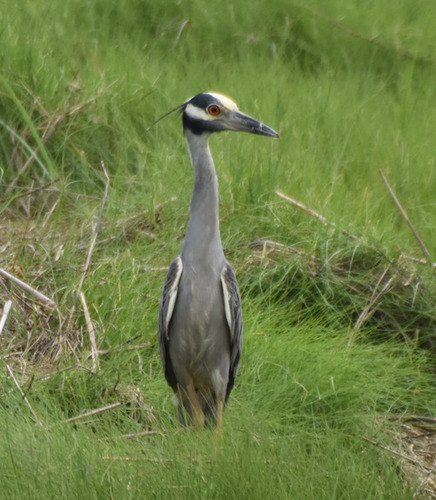 Yellow-crowned Night Heron photographed in Massachusetts