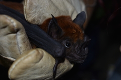 Phyllostomus hastatus