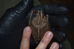 Heller's Broad-Nosed Bat photo 4