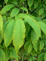 Acer carpinifolium