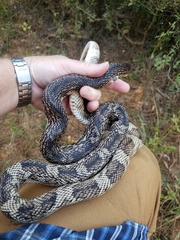 Pituophis melanoleucus mugitus