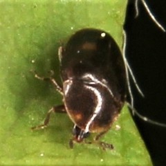 Corylophidae