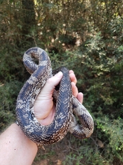 Pituophis melanoleucus mugitus