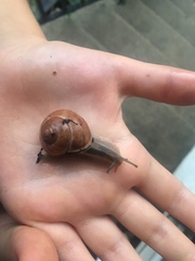 Cepaea nemoralis