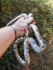 Pituophis melanoleucus mugitus