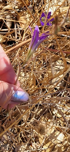 Harvest Brodiaea winter