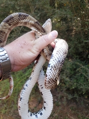 Pituophis melanoleucus mugitus