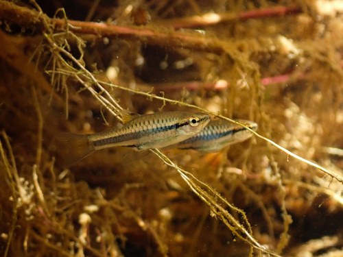Jacobson's rasbora (Rasbora jacobsoni) — Cyprinidae