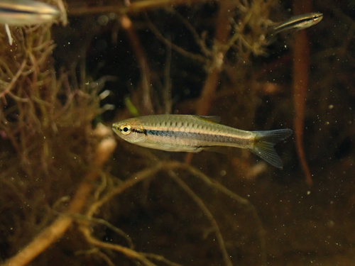 Rasbora jacobsoni