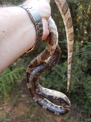 Pituophis melanoleucus mugitus