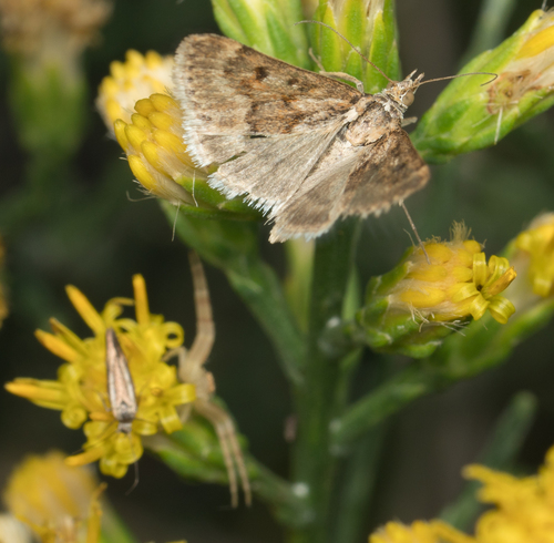 Achyra occidentalis photo 2