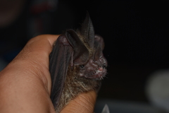 Trachops cirrhosus