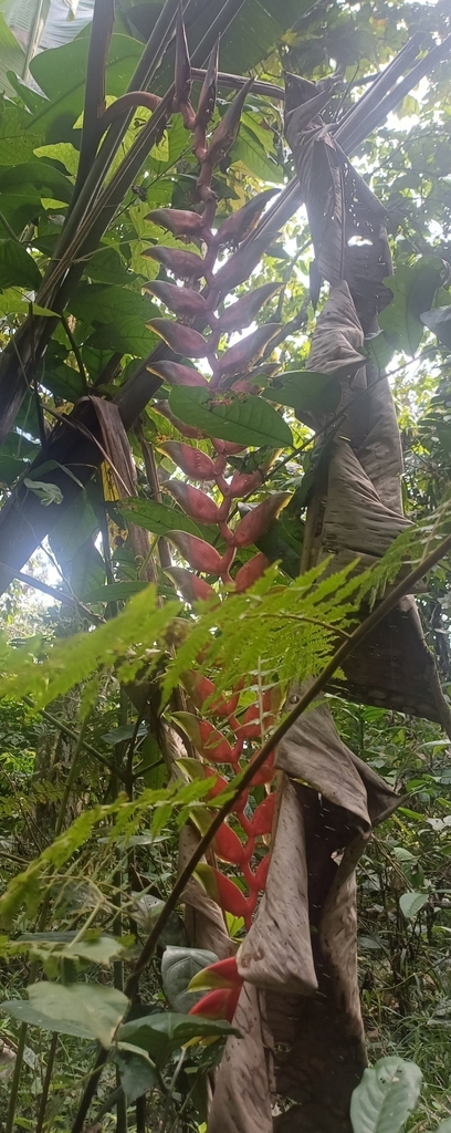 Heliconia standleyi; photograph Monics Paredes, CC BY, iNaturalist via GBIF