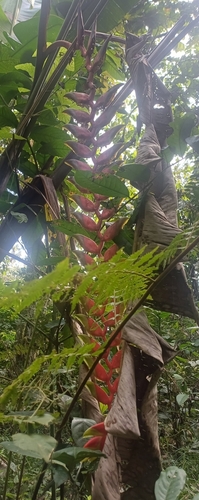 Heliconia standleyi