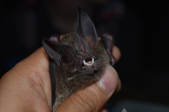 Trachops cirrhosus
