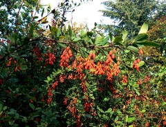 Berberis amurensis