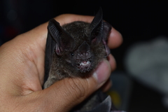 Trachops cirrhosus