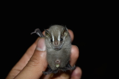 Vampyressa thyone