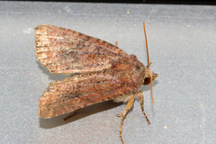 Eriopygini