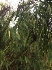 Merostachys