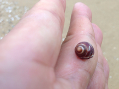 Littorina brevicula