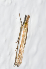 Fernandocrambus