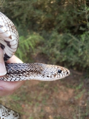 Pituophis melanoleucus mugitus