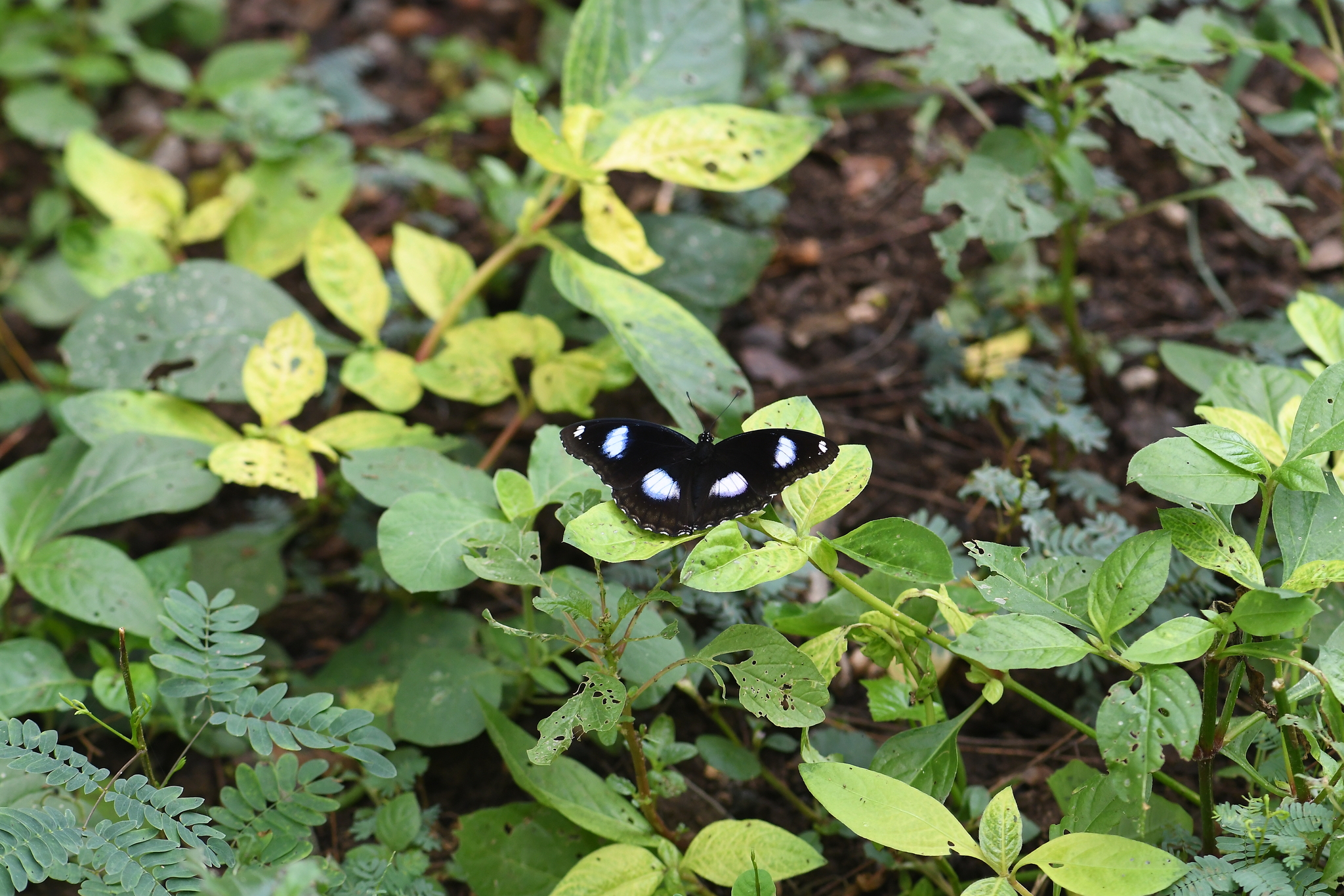 Great Eggfly