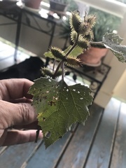 Xanthium strumarium canadense