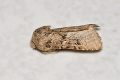 Spodoptera hipparis