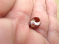 Littorina brevicula