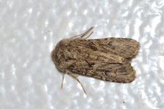 Spodoptera hipparis