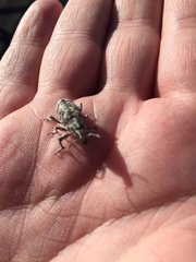 Cyphocleonus achates