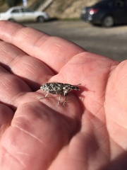 Cyphocleonus achates